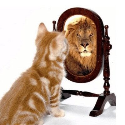 Cat looking in mirror, seeing lion
